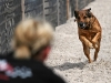 Hundeplatz auf Reisen